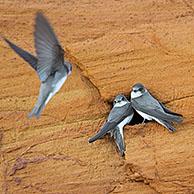 Three sand martins / bank swallows (Riparia riparia / Hirundo riparia) at nest entrance in breeding colony made in sheer sandy cliff face in spring